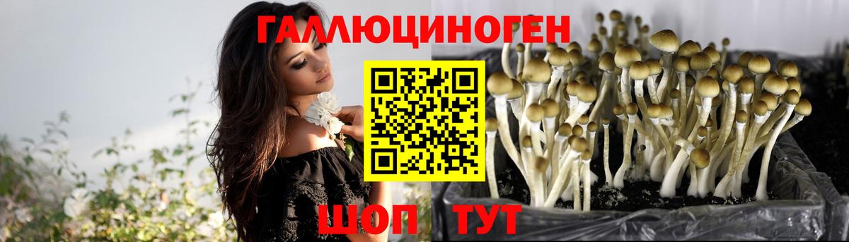 Ульяновск  Псилоцибиновые грибы Psilocybe  Вход с VPN 